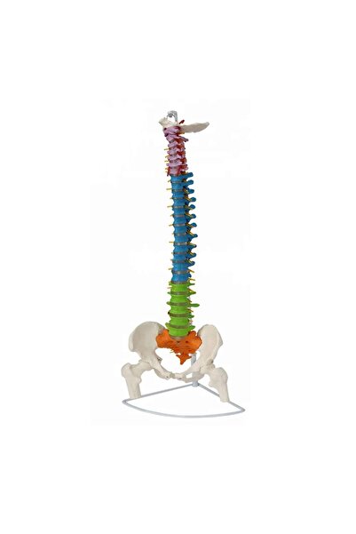 MİYANG Renkli Femur Eklemli Omurga İskeleti 85 Cm (Omurilik Ve Sinir Modeli) ...