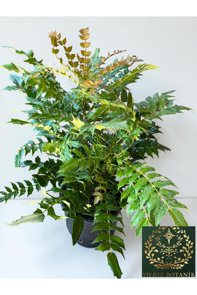 YILDIZ BOTANİK Mahonya Çiçeği Sarı Boya Çalısı Mahonia Winter Sun 40-60 CM