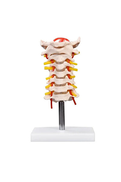 EgeAnatomi Maketleri Boyun Arter Ile Servikal Vertebral Kolon Modeli