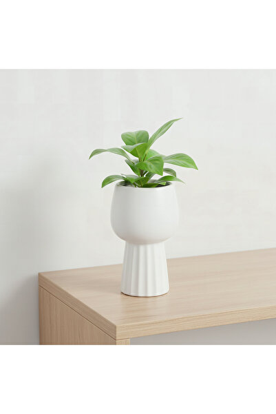 Home Box وعاء زرع سيراميك سانسا سييرا - 10.5x10.5x18 سم