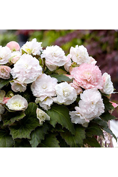 Miracle Garden Bulb Begonia Wummi Apple Blossom