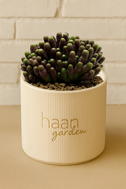 haan garden Bocasana Cv. Fred