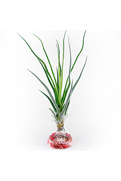 Gurme Bitki Tillandsia Mali Dofitas (L) Caput-Medusae x Bulbosa - Özel Nadir ...