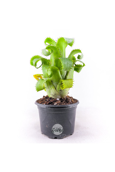 Gurme Bitki Hylaeaicum Mooreanum (8.5 cm Saksıda) Özel Nadir Tür Bromeliad