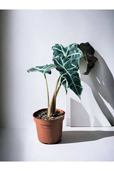Generic Alocasia Elephant Ear Holland - With Plastic Pot - 30cm to 40cm