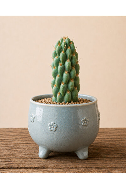 ATLANTE CACTUS Miqueliopuntia miquelii
