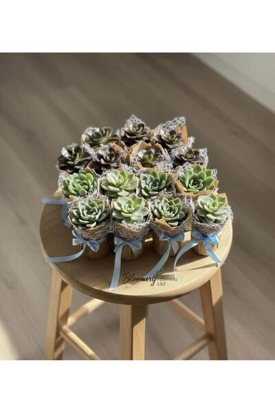 E&F BLOOMERY FLOWERS Hediyelik Sukulent Söz Nişan Hediyelikleri 25 adet
