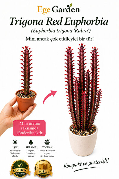 EGE GARDEN Trigona Red Euphorbia Canlı Sukulent – Kırmızı Yapraklı Dekoratif ...