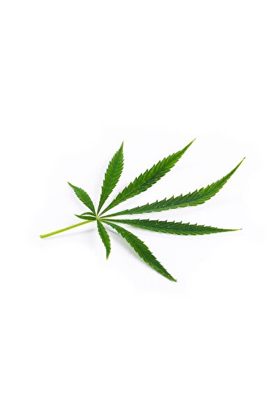 Herbstore.gr Κεραλοιφή Κάνναβης CBD