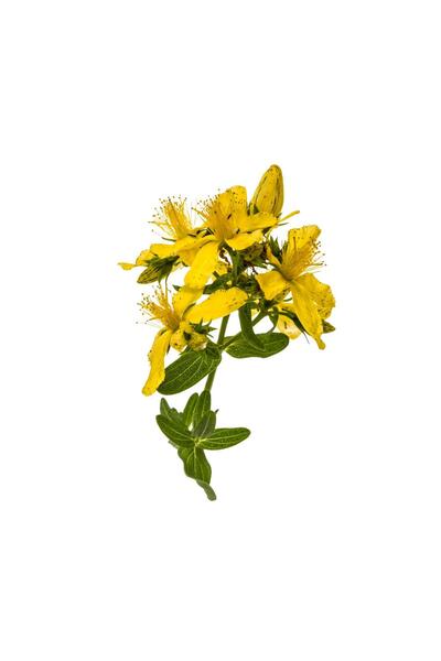 Herbstore.gr Κεραλοιφή Βαλσαμόχορτου/Σπαθόχορτου (Σπαθαλοιφή)