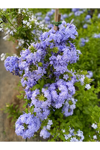 Genel Markalar Mavi yasemin Plumbago Auriculata