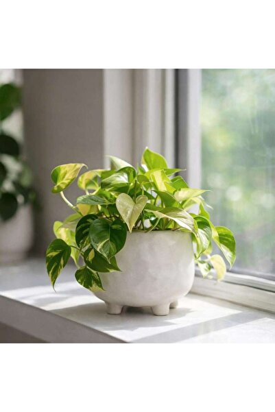 PAN HOME Plummer Stoneware Organic Round Planter14.5x14.5x12cm - White