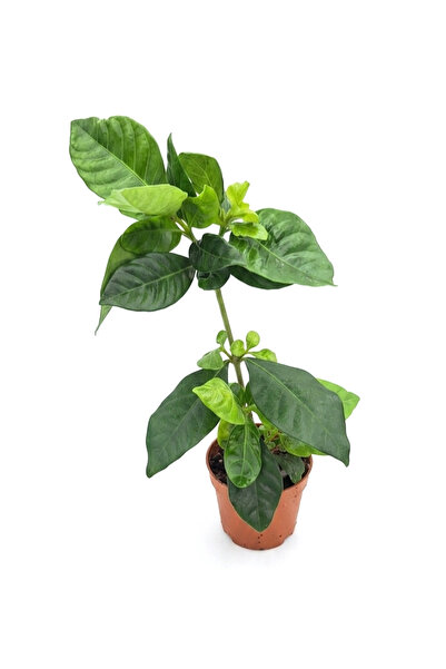 Your Flower Shop Gardenya İç Mekan Bitkisi Canlı Saksıda
