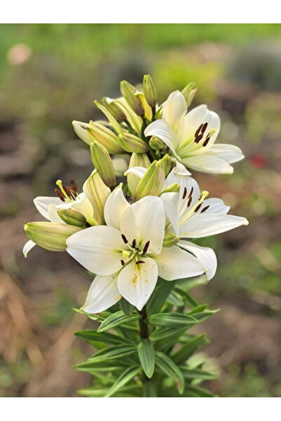 121 Flowering Plants, Perennial Flower Discs, Ideal for Balcony, Patio and Ga...