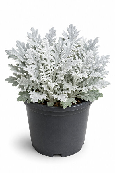 Rosemary Garden Bahçe Külü Çiçeği (Cineraria Maritima) - 2 Litre Saksıda, 15-...