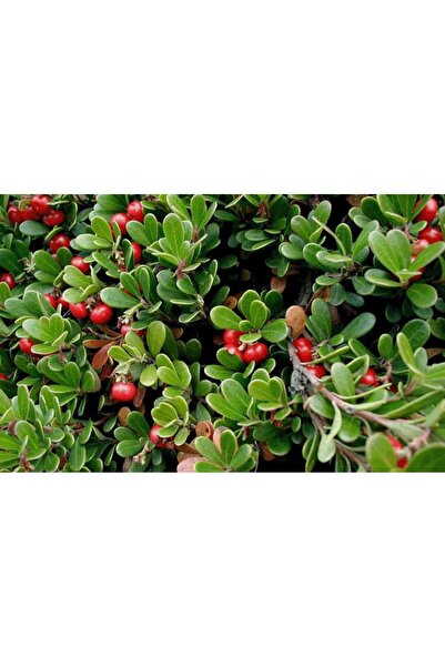 Green Health ΒΟΤΑΝΟ ΑΡΚΤΟΣΤΑΦΥΛΟΣ 1ΤΕΜ 50gr