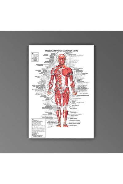 handanca Genel Markalar İnsan Anatomisi Ön Kas - Fiyatı, Yorumları