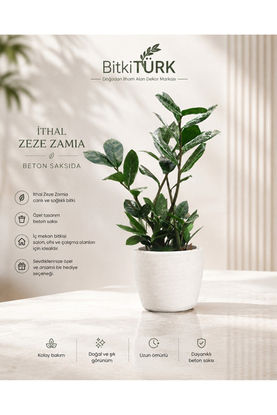 BitkiTÜRK İthal Zeze Zamia | Özel Beton Saksıda Canlı ZZ Bitkisi | Dekoratif ...