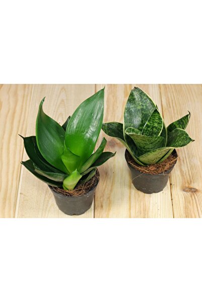 Byaysima Canlı Çiçek 2.adet Bodur Paşa Kılıcı Sansevieria Trif Green,sansevie...