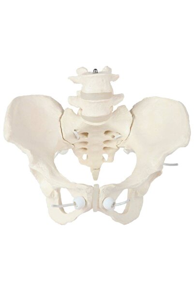 Elastik Bağlantılı Kadın Pelvis Modeli - Kadın Pelvis Maketi (Hareketli)