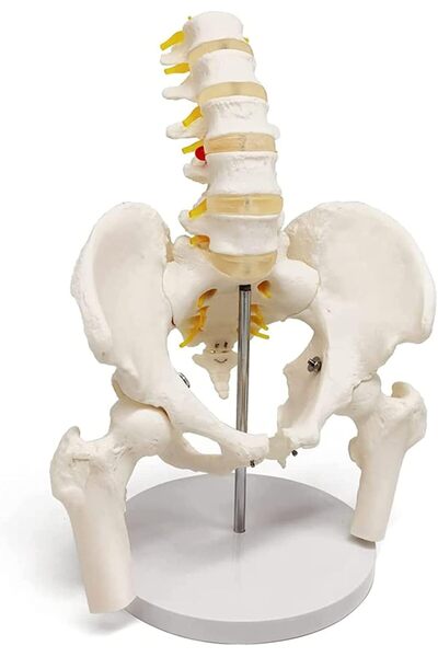 EgeAnatomi Maketleri Lomber Omurlar (L1-L5) ve Femur Başları ile Erkek Pelvis...