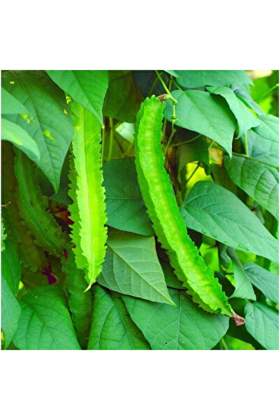 123 100Pcs Easy Growing Flying Beans Seeds