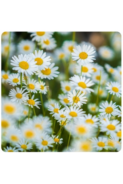 Other ARPON MEADOW DAISY ALB 10G