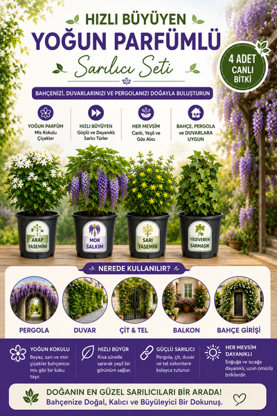 Rosemary Garden 3lü Yoğun Kokulu Sarılıcı Çit Seti Arap Yasemini Sarı Yasemin...