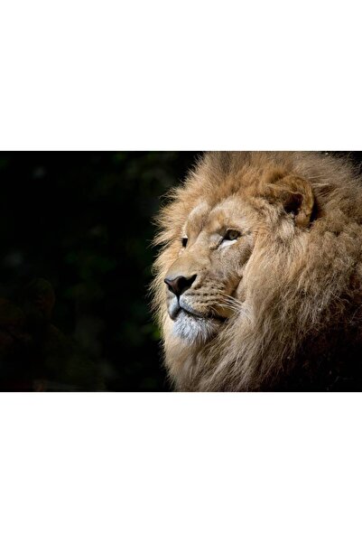 Persona Tablou canvas 100 x 70 cm, Animale model 135