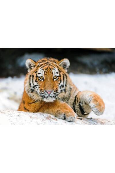 Persona Tablou canvas 100 x 70 cm, Animale model 185