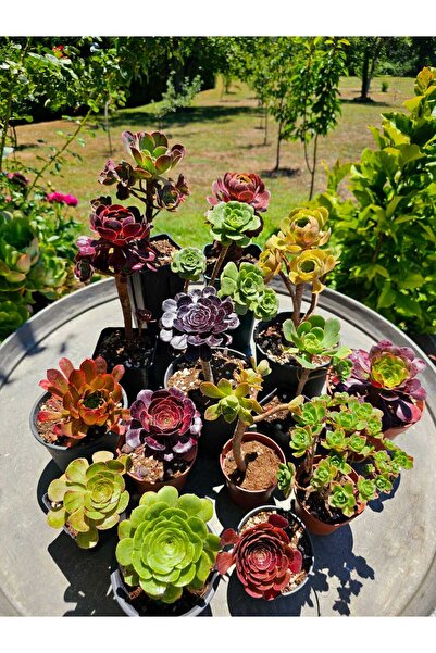 Myzumax Koleksiyonluk 15'li Aeonium Seti Özel Türler Canlı Bitki