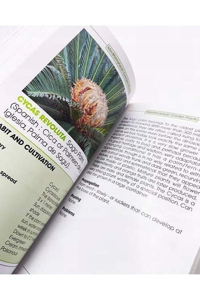 NO BRAND Ghid pentru plante: Plante de grădină mediteraneene (Carte în engleză)