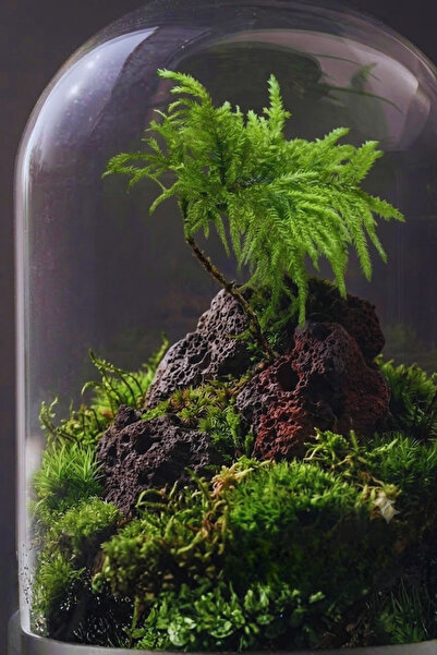 MossKitO 🌿 Canlı Tilki Kuyruğu Yosunu (Thamnobryum Alopecurum / Fox Tail Mos...