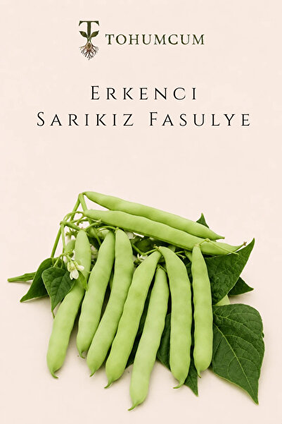 TOHUMCUM Doğal Erkenci Sarıkız Fasulye Tohumu (30 ad) | Oturak | Ata Tohum