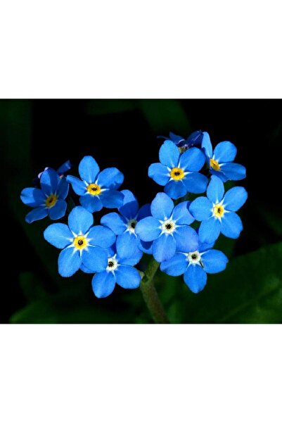 Bloom & Sow Seed بذور نبات لا ينساني (Myosotis sylvatica) - مناسبة لحدائق الغ...