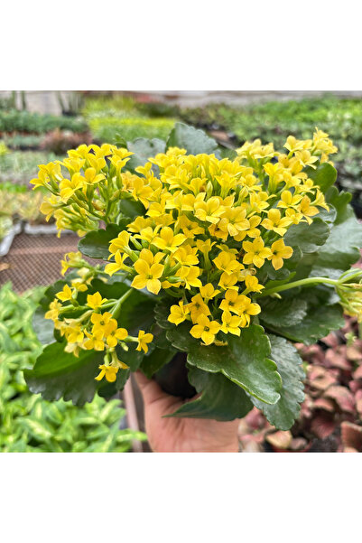 Bloom & Sow Seed بذور نبات الكالانشوي الأصفر - نبات عصاري سهل العناية (100 بذ...