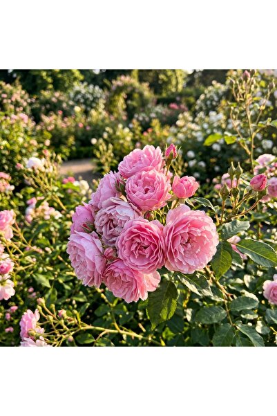 Bloom & Sow Seed Pink Climbing Rose Seeds (Double-Petal Variety) – Ornamental...