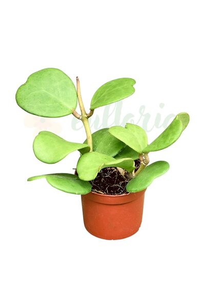 Eufloria Hoya kerrii Ø8cm