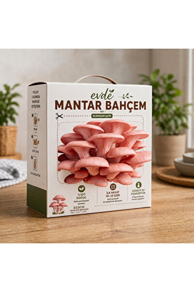 Evde Mantar Bahçem Evd Mantar Bahçem pembe istiridye mantarı