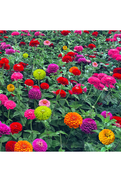Bloom & Sow Seed بذور زينيا مختلطة مقاومة للحرارة بأزهار حمراء وبرتقالية وصفر...