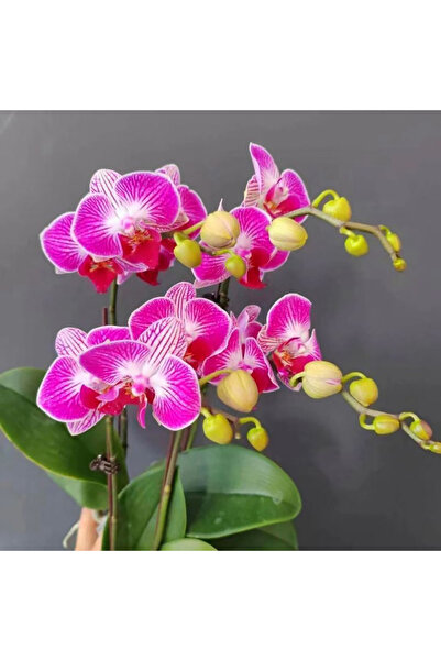 Bloom & Sow Seed Purplish‑Pink White Stripe Moth Orchid Seeds, Long Bloom Per...