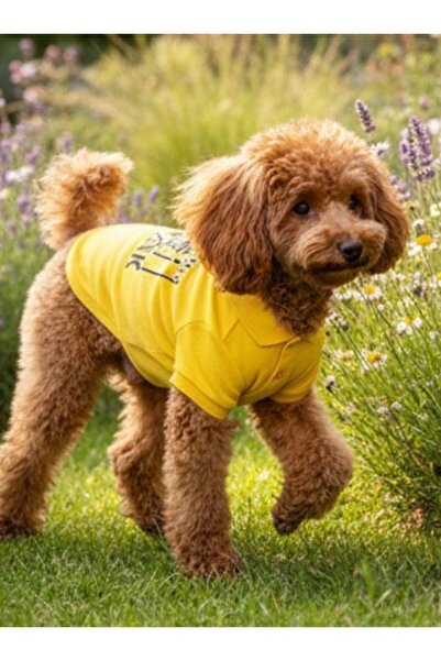 MİNİŞ PET BUTİK Miniş Yellow-Black Small Breed Dog Pique Fabric Polo T-Shirt