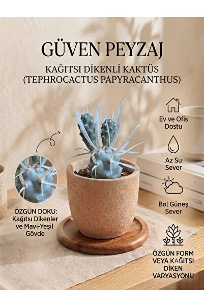 Genel Markalar Güven Peyzaj Kağıtsı Dikenli Kaktüs – Tephrocactus Papyracanth...
