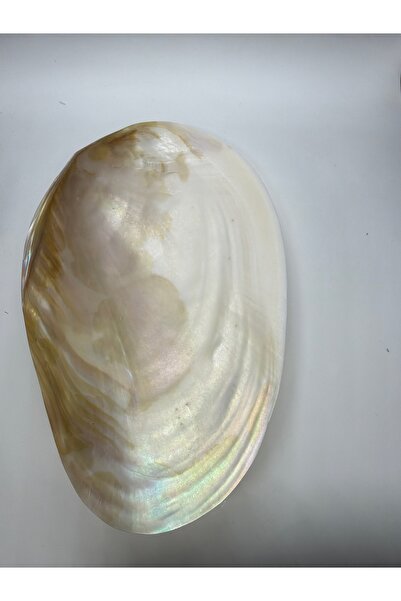 gemsartdeco Sea Shell Presentation Plate Large Shell 1 Piece