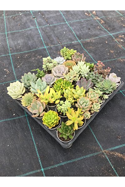 EGZOTİKBAHÇE EGZOTİK BAHÇE 15'li Karışık Sukulent Seti (5,5 cm Saksıda Canlı ...