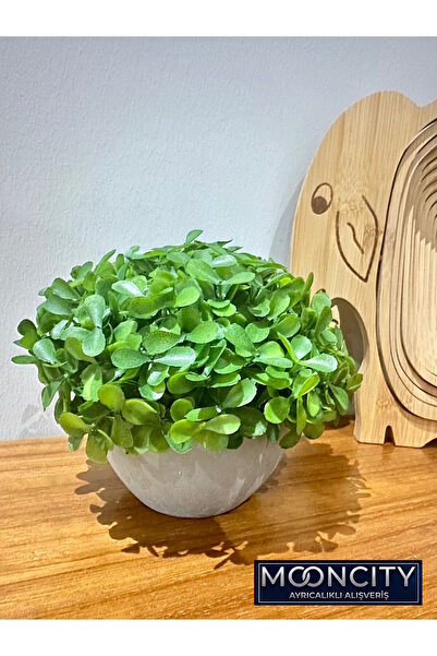 mooncity Premium Dekoratif Top Şimşir Bitki 13x17cm - Antrasit Saksılı Gerçek...
