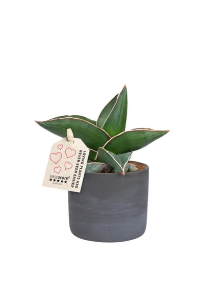 Eufloria Sansevieria ehrenbergii 'Samurai' Ø6-Ø7cm