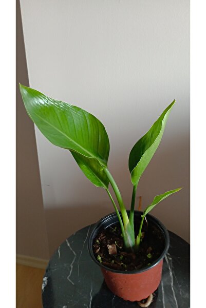 avşar çiçekçilik Starliçe Cennet Kuşu Çiçeği 65 Cm