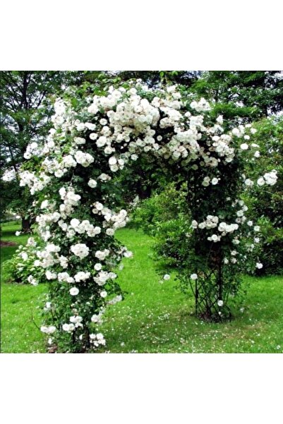 atlas fidan peyzaj Sarmaşık Gül Fidanı (YEDİVEREN - TÜPLÜ) 10-20 cm