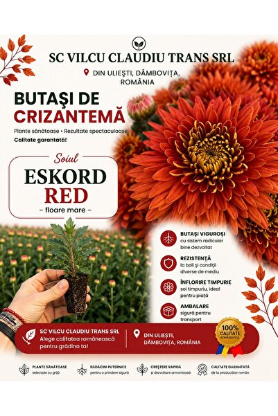 OEM Butași Crizantemă Coniac 5Buc